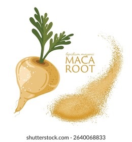 Maca root organic vegetable, superfood vector illustration,
