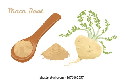 Maca root Powder in wooden spoon isolated on white background. Vector illustration of dietary supplement in cartoon flat style.