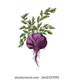 Maca root in purple peel with leaves sketch icon. Hand drawn Maca Peruvian tuber superfood. Organic seasoning, condiment ingredient. Vector color illustration isolated