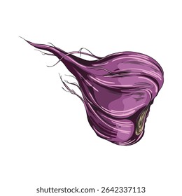 Maca root in purple peel sketch icon. Hand drawn Maca Peruvian tuber superfood. Organic seasoning, condiment ingredient. Vector color illustration isolated