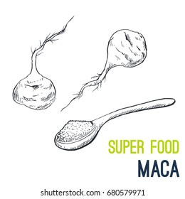 Maca Root. Super food hand drawn sketch vector illustration.