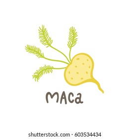 Maca root superfood. Vector hand drawn illustration