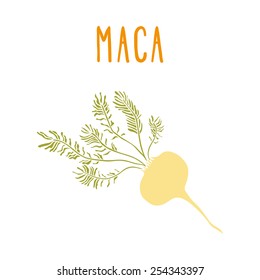 Maca root. Vector EPS 10 hand drawn illustration. 