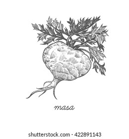 Maca root. Vector plant isolated on white background. Designed to create package of health and beauty natural products. Black ink drawing.