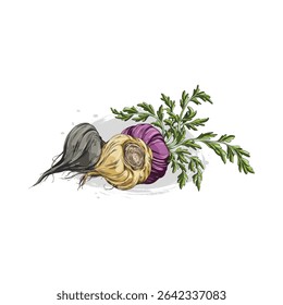 Maca roots in brown, black and purple peel with leaves sketch icon. Hand drawn Maca Peruvian tuber superfood. Organic seasoning, condiment ingredient. Vector color vegetable illustration isolated
