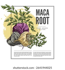 Maca roots with leaves sketch. Package label vector design on yellow watercolor stain. Hand drawn Maca Peruvian tuber superfood. Organic seasoning, condiment vegetable ingredient