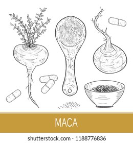 Maca. Set. Fruit, powder. A spoon, a plate, a tablet. Sketch. Monochrome