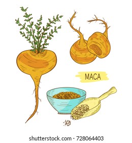 Maca. Tuber. Powder. Sketch. Color pattern.