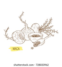 Maca. Tuber. Powder. Sketch. Monochrome