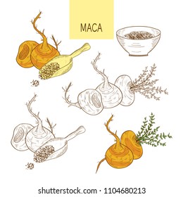 Maca. Tuber. Powder. Sketch. Set. Color and monochrome drawing.