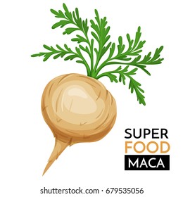 Maca vector icon. Healthy detox natural product superfood illustration for design market menu superfood .