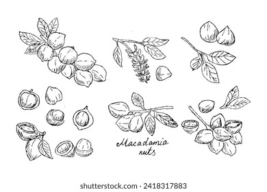 Macadamia branch nuts big set of Hand drawn sketch illustration. Vector illustration can used for food menu background, wrapping, scrapping, cosmetic background. 