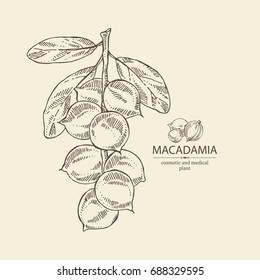 Macadamia: branch and macadamia nuts. Cosmetic and medical plant. Vector hand drawn illustration. 