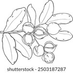 Macadamia Branch with Nuts Outline Illustration.