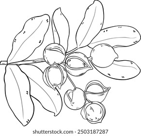 Macadamia Branch with Nuts Outline Illustration.