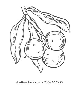 Macadamia Branch with Nuts Outline Illustration.