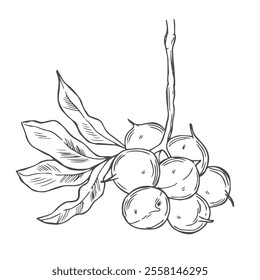 Macadamia Branch with Nuts Outline Illustration.