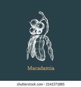 Macadamia Zweig mit Nüssen, Skizze in Vektorgrafik, Design-Element. Botanische Zeichnung im Gravierstil. Handgezeichnete Illustration von Kosmetik- und Bio-kulinarischen Pflanzen.