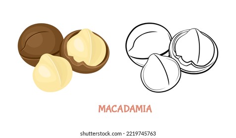 Ilustración plana de Macadamia coloreada y delineada. Nuez vectorial aislada en blanco. Esbozo simple de iconos.