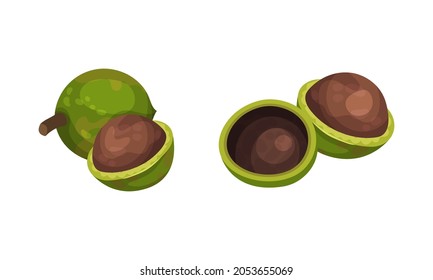 Macadamia with green husk and leaves set. Unpeeled kernels, organic natural healthy product vector illustration