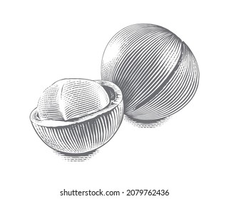 macadamia Hand drawing sketch engraving illustration style