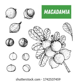 Macadamia hand drawn sketch. Nuts vector illustration. Macadamia branch. Organic healthy food. Great for packaging design. Engraved style. Black and white color.