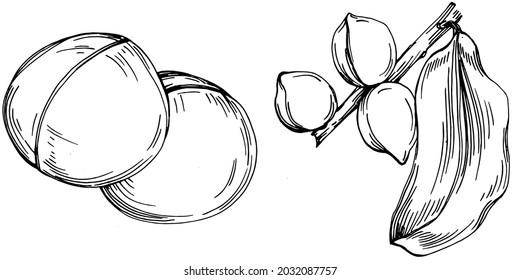 Macadamia hand-drawn Vector Illustration isolated on white background. Retro style farm product for restaurant menu, market label, logo, emblem and kitchen design. Decoration for food packaging.