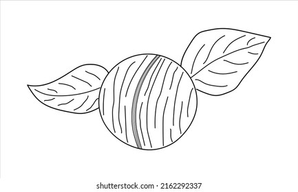 Macadamia hand-drawn Vector Illustration isolated on white background. Linear style farm product for restaurant menu, market label, logo, emblem and kitchen design. Decoration for food packaging.