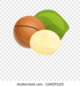 Macadamia icon. Cartoon of macadamia vector icon for web design  