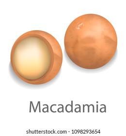 Macadamia mockup. Realistic illustration of macadamia vector mockup for web design isolated on white background