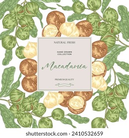 Macadamia nut background. Hand drawn Macadamia tree branches with nuts. Vector illustration in vintage style.