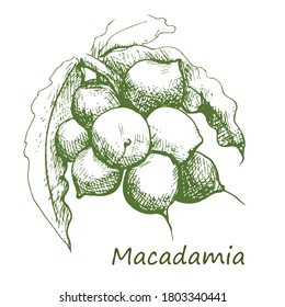 Rama de tuerca de Macadamia. Elemento gráfico de esbozo dibujado a mano