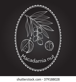 Macadamia nut branch. Hand drawn botanical vector illustration