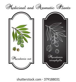 Macadamia Nut Branch. Hand Drawn Botanical Vector Illustration