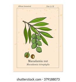 Macadamia nut branch. Hand drawn botanical vector illustration