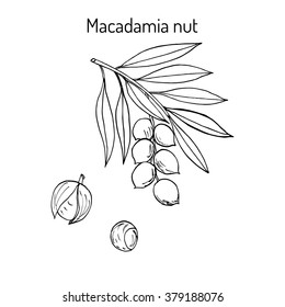 Macadamia Nut Branch. Hand Drawn Botanical Vector Illustration