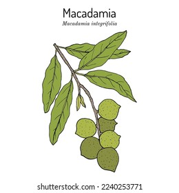 Macadamia nut branch (Macadamia integrifolia), edible and medicinal plant. Hand drawn botanical vector illustration