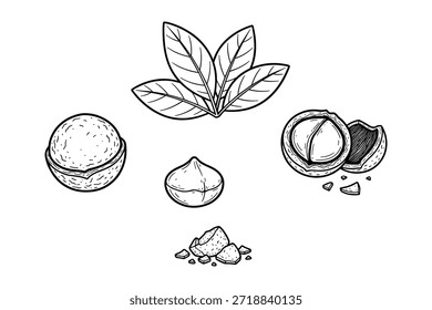 Colección de nuez de macadamia Ilustración vectorial dibujada a mano. Macadamia, concha y Elementos de diseño de hoja. Aislado sobre fondo transparente.