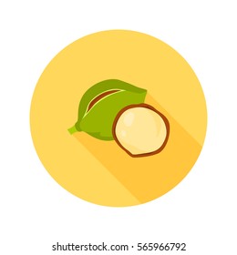 Macadamia nut color icon in cartoon design