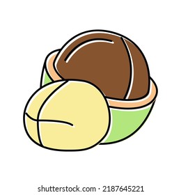 macadamia nut color icon vector. macadamia nut sign. isolated symbol illustration