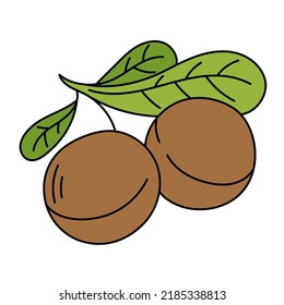Macadamia nut. Cooking ingredient. Vector illustration.