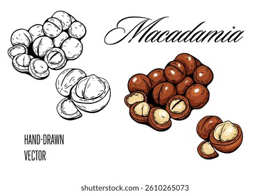 Macadamia nut drawing in color and black hand sketch style