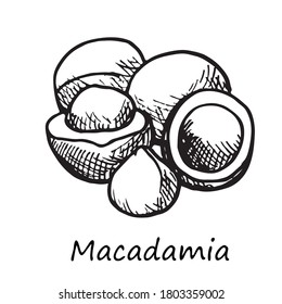 Macadamia nut hand drawn illustration, black and white sketch. Graphic element.