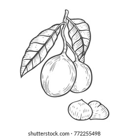 Macadamia nut Hand drawn oil, fruit, berry, leaf, branch, plant. Engraved vector sketch etch illustration.