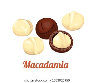 Macadamia nut icon isolated on white background. Vector illustration in cartoon flat simple style.