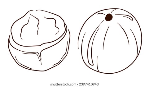 Icono de tuerca de Macadamia en estilo de arte en línea. Esquema del logotipo de macadamia para diseño, menú, paquete y aplicaciones. Ilustración vectorial aislada en fondo blanco.