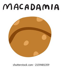 Macadamia nut illustration. Flat vector hand drawn icon on white background.