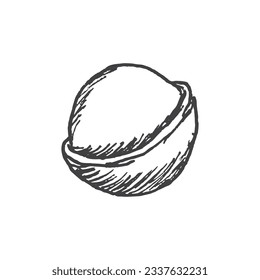 Ilustración de nueces de Macadamia dibujada a mano. Ilustración vectorial aislada.