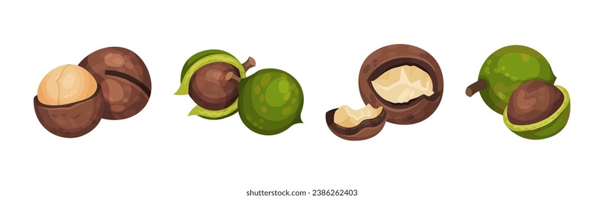 Macadamia Nut with Kernel in Green Peel Vector Set