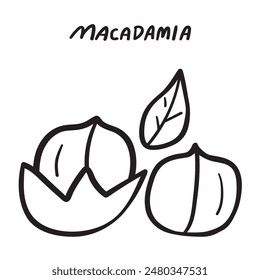 Nuez de macadamia. Icono de Esquema. Vector dibujado a mano ilustración sobre fondo blanco. 
